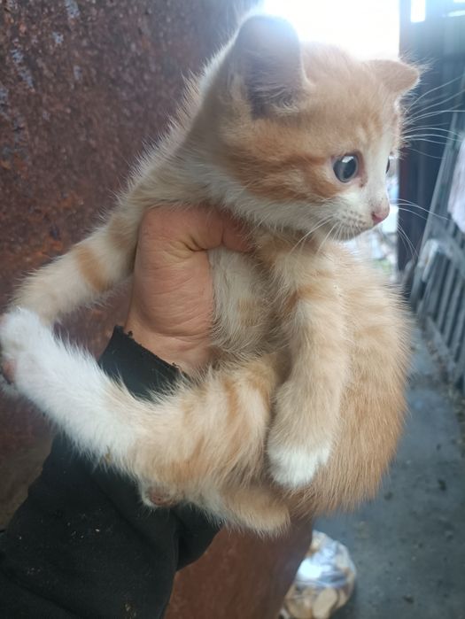 Дарю котят крысыловы