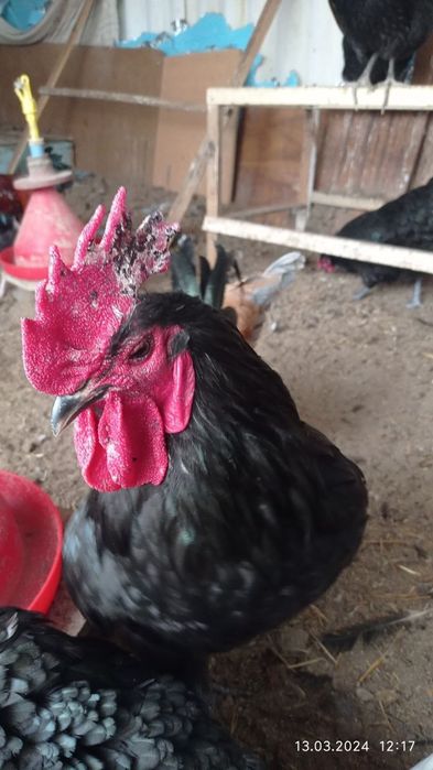 Продаю кур домашних  Турецкой породы ,колличество 42 штпороды