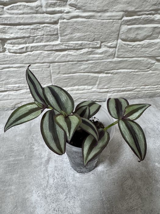 Продаю комнатные цветы.