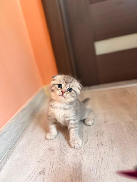 Scottish Fold Chinchilla Felisa