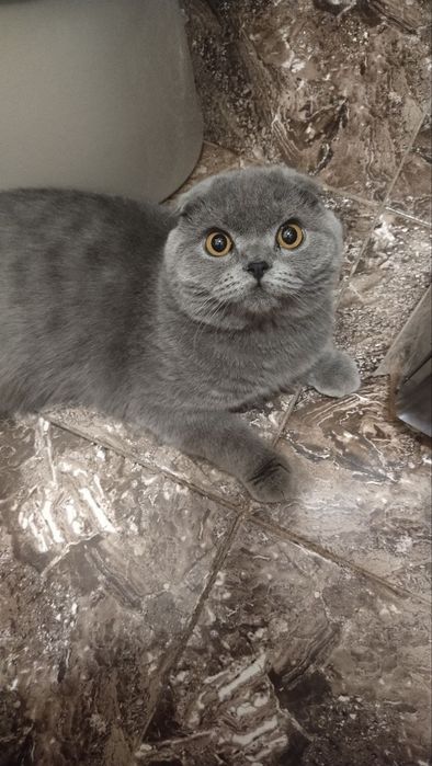 Mushukchalar sotiladi