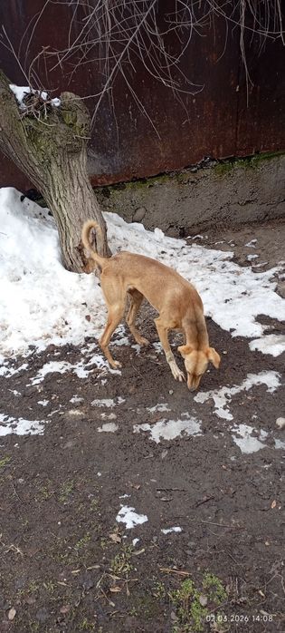 Тазы 10 айлык ургашы