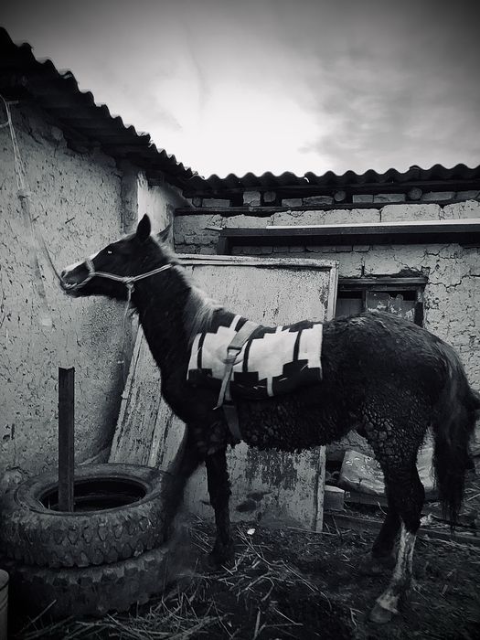 Тай сатылады аз маз саудасы бар.