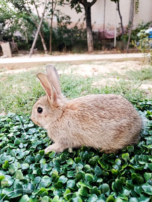 Chatishtirilgan velikan zotli sog'lom uy quyonlari sotiladi.