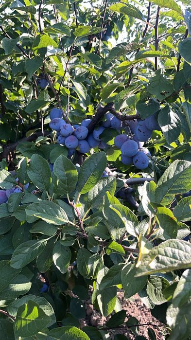 Prune foarte coapte și gustoase ideale pt pălincă, gem, compot …. !!!