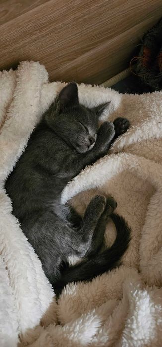 Котенок в добрые руки