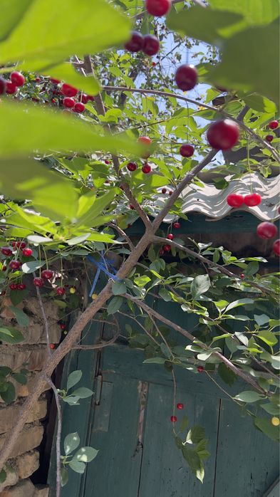 Olmaliqda kvartira 2x xonali