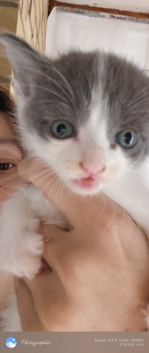 Котята возраст 1.5 мес