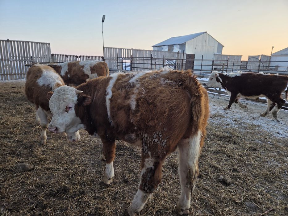 Бык Сементал Чистокровный