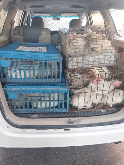 Куры несушка. Лергорн.