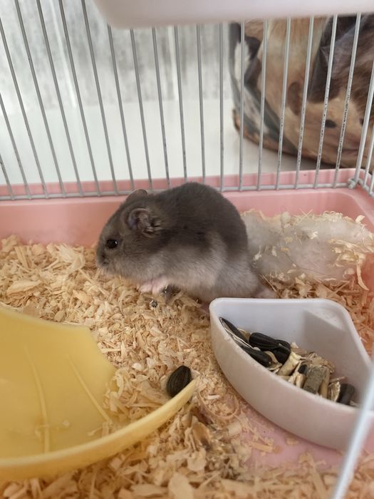 Отдам хомячка….,