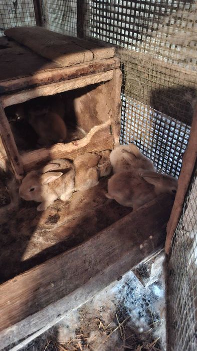 Продавам зайка с 11 зайчета