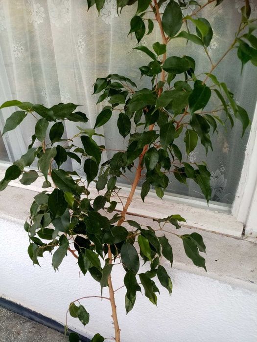 Саксии с бенджамини