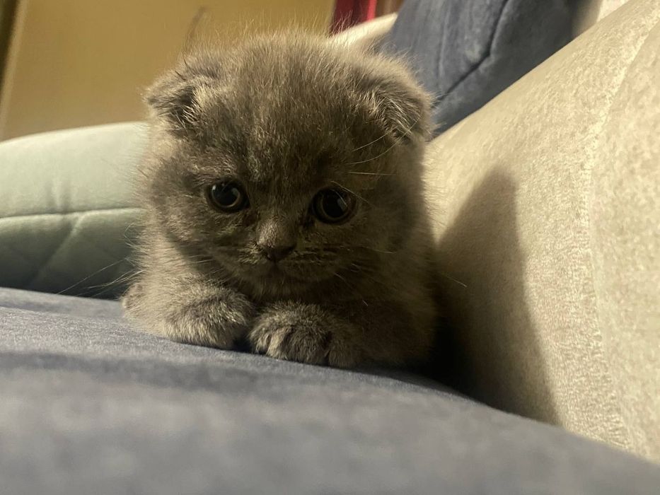 вислоухий котенок scottish fold. По телефону договоримся