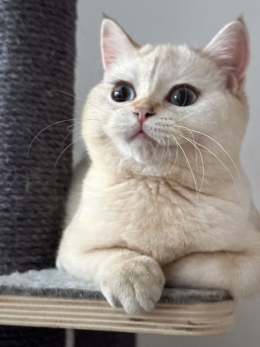 Fetita superba british shorthair! Certificat pedigree!