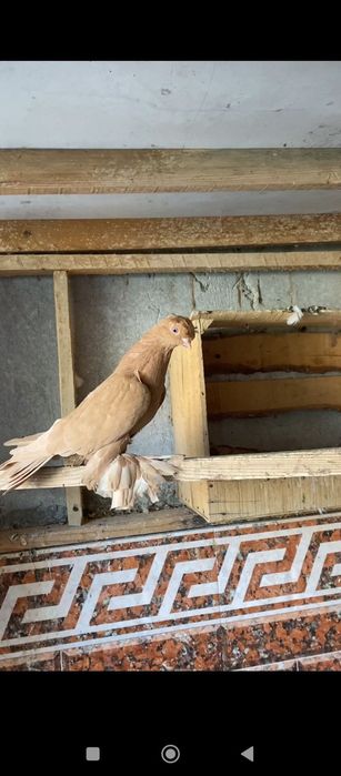 Голуби кабутарлар кафтар