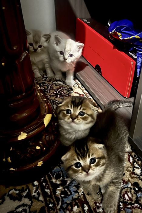 Шотладские котята