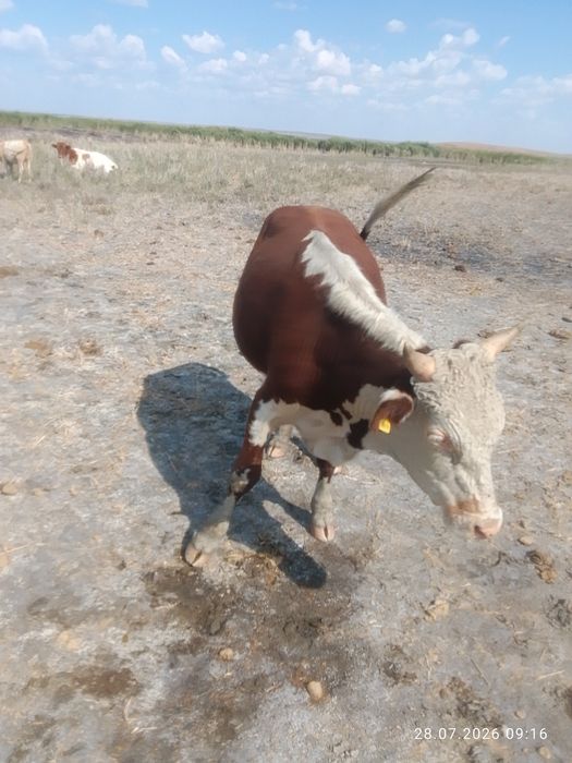Бычкй на продажу