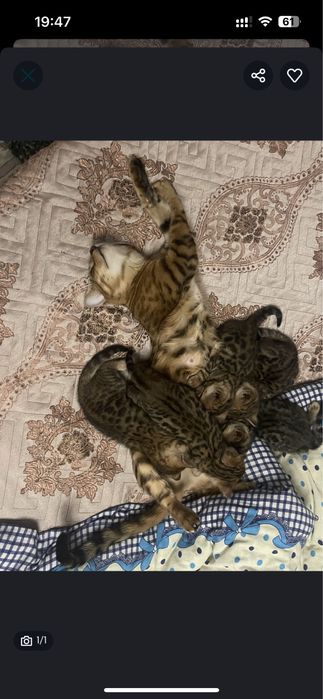 Котенок бенгал  бронь