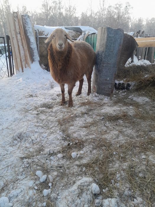 Продам  овцематку