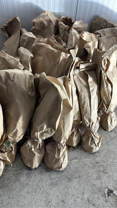 Тюльпаны оптом по брони