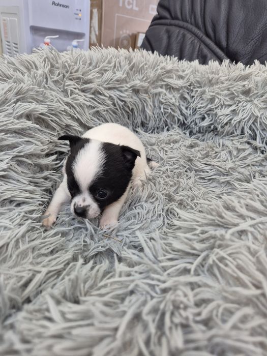 Мъжко и женско мини чиху пинчер