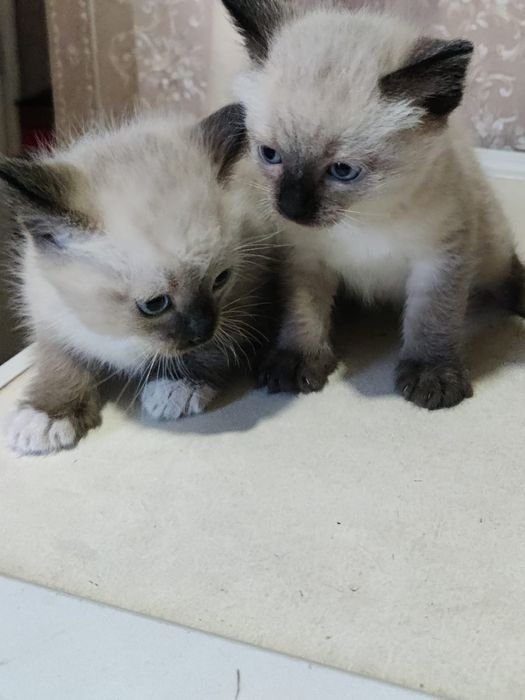 Одам котят хорошие руки