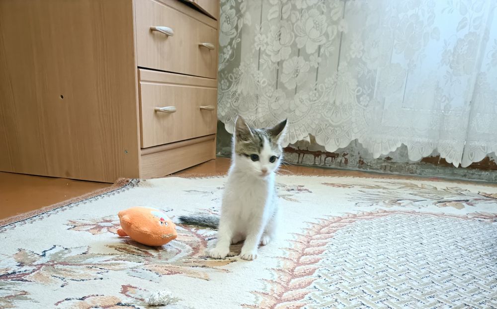 Отдам котенка в добрые руки
