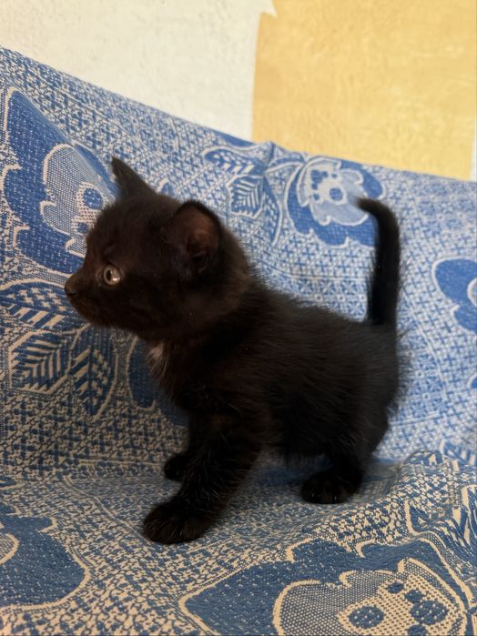 отдаем котят в хорошие руки