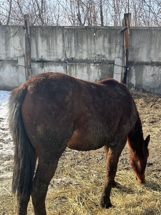 Ұреашы тай жеребчик байтал