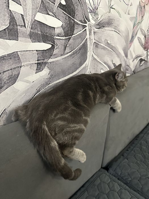 Отдам котика в добрые руки