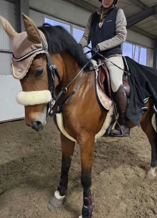 De vânzare iapă CSR (Cal de Sport Românesc) – 8 ani, excelentă pentru sărituri!