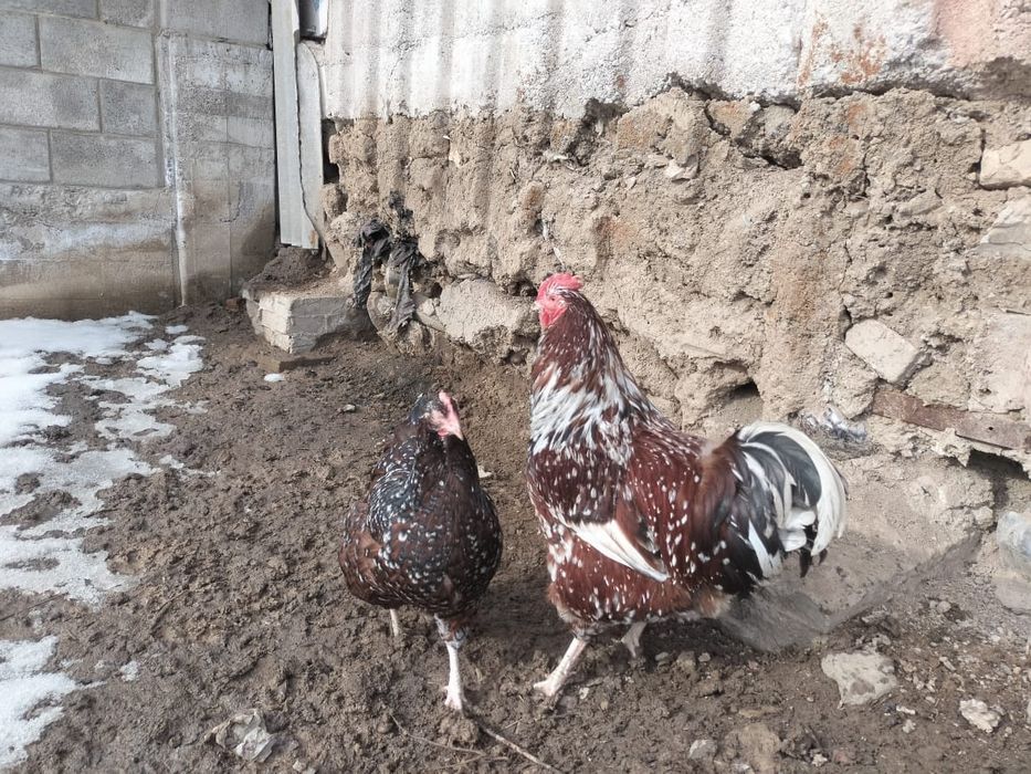 Продаётся петух с курицей