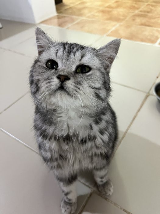 Мысық жақсы көрсеңіз