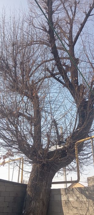 Продам дуб. Самовывоз