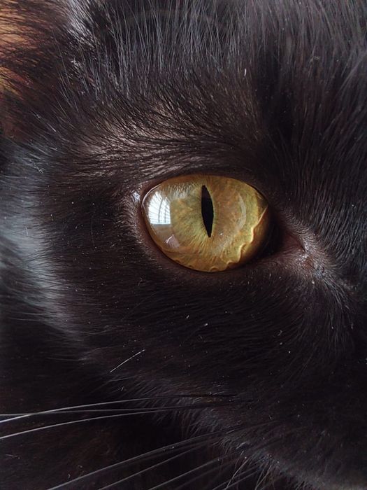 Кошка бесплатно в добрые руки