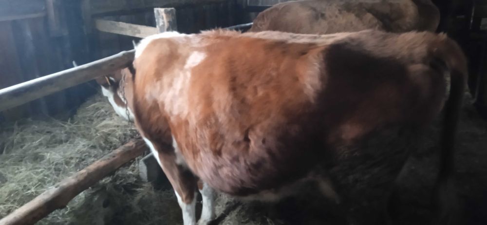 40 голов крс. телята. телки.