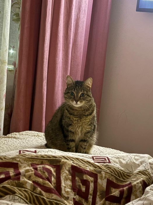 Срочно нужен дом кошке