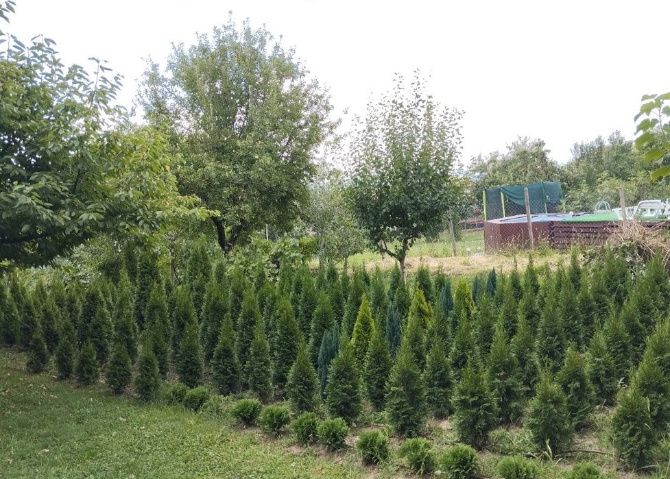 Туя Смарагд, Кълбовидни Туи, Кипариси и други