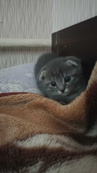 Продажа котят           ..