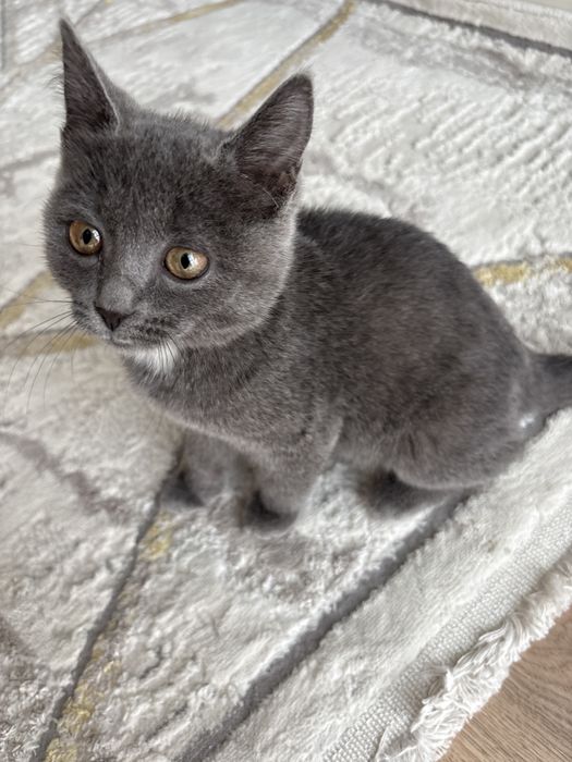 Котенок, девочка, британец. Отдам в хорошие руки!