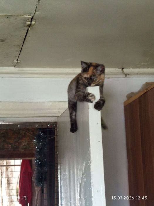 Отдаю котят в добрые руки