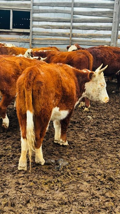 Соғымға сатылады