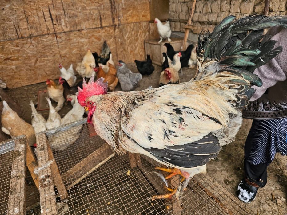 Қораздар сатылады