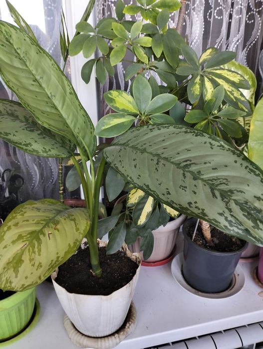 Комнатные растения