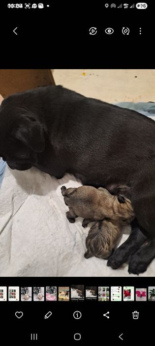 Мопсы чистокровные