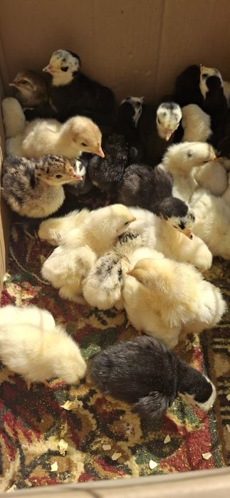 Kurka, tovuq jojalari bor domashniy sotiladi