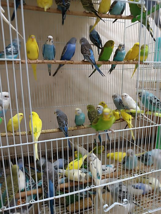 Попугай волнистые