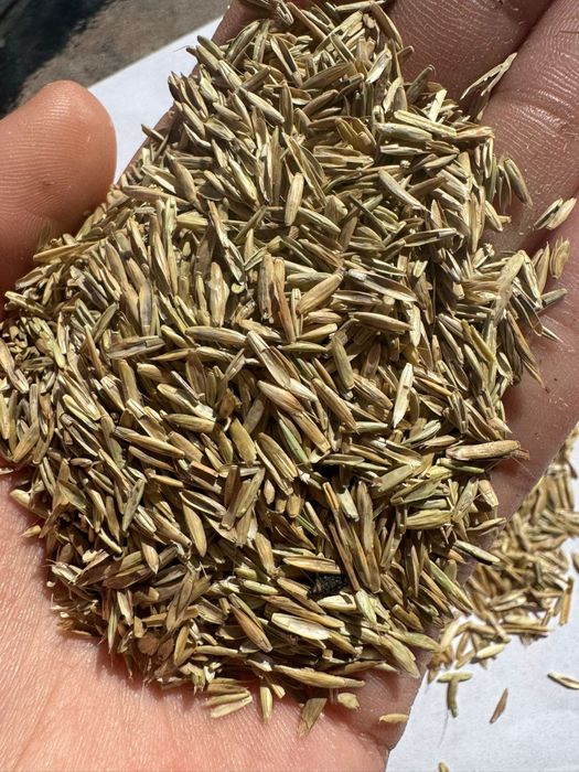 Samanta iarba, coasa,pasune,amestec,Sudan