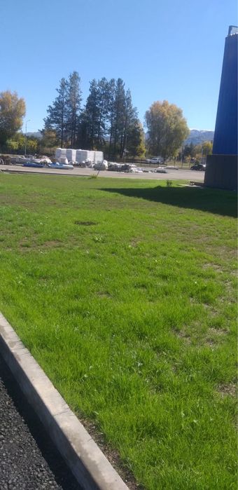 Посевной газон под ключ